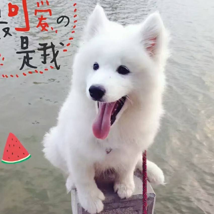 DuoDuo